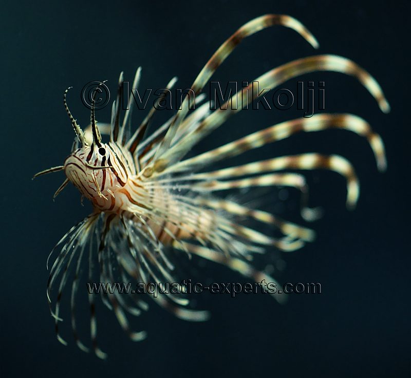 peces leon en aguas venezolanas